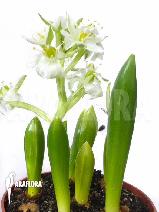 Ornithogalum balansae