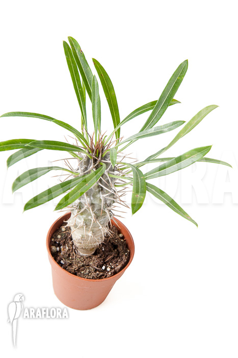 Pachypodium lamerei ‘S’