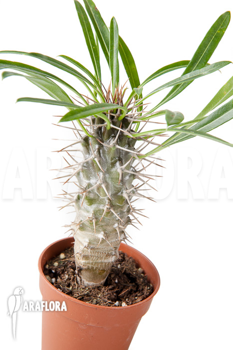 Pachypodium lamerei ‘S’