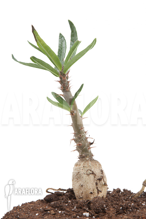 Pachypodium succulentum starter