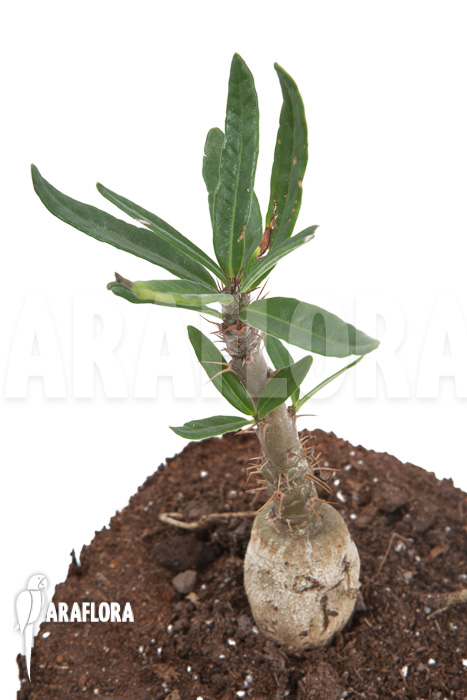 Pachypodium succulentum starter