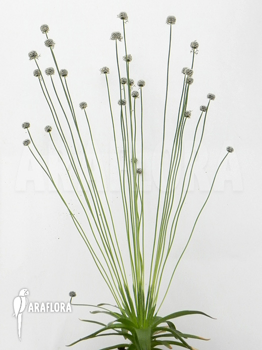 Paepalanthus tortilis