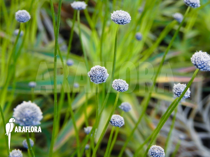 Paepalanthus tortilis