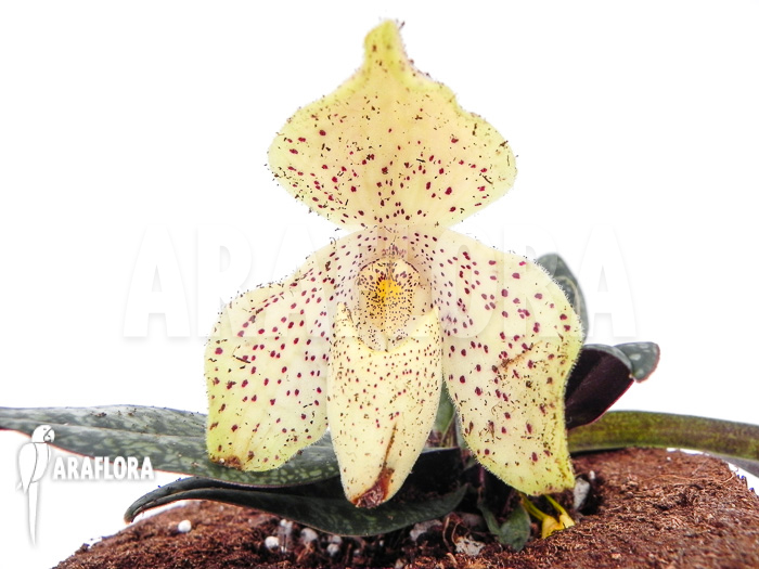 Paphiopedilum concolor flower