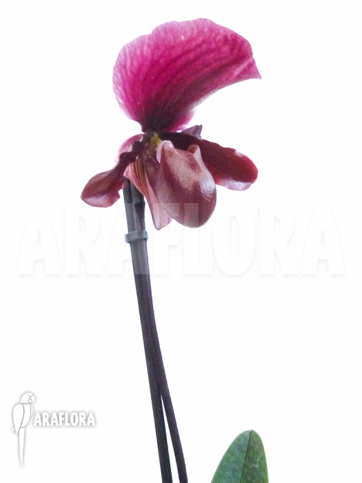 Paphiopedilum maudiae vinicolor