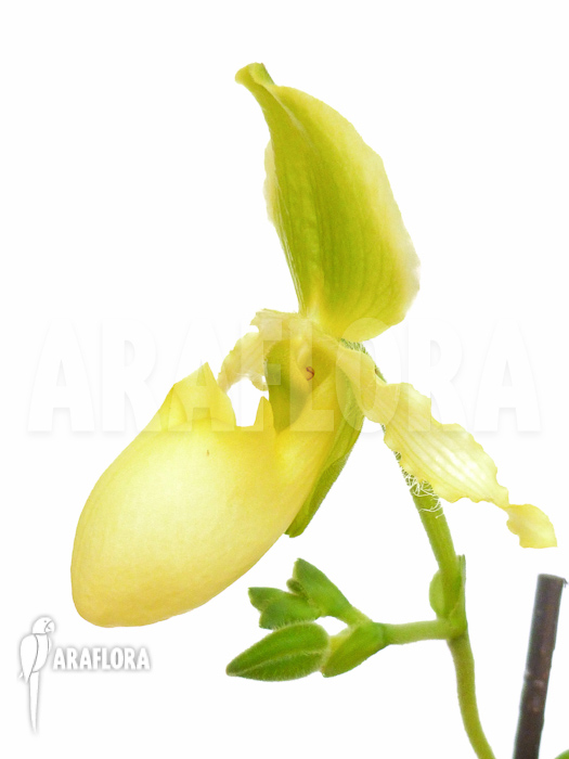 Paphiopedilum pinocchio