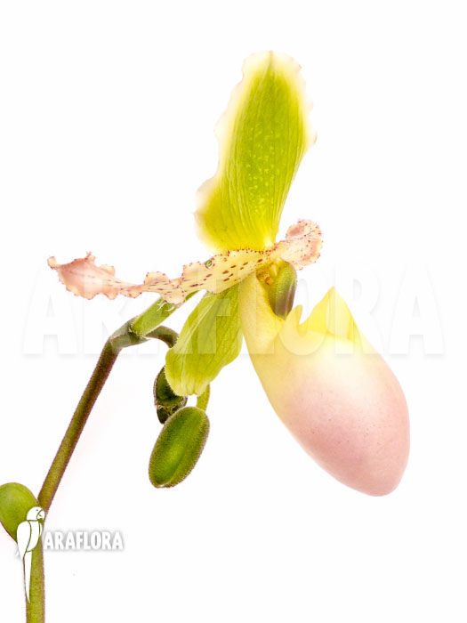 Paphiopedilum pinocchio