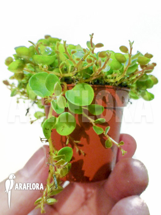 Peperomia-bangroana-9