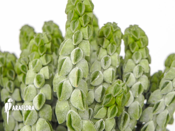 Peperomia columella ‘XL’