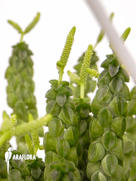 Peperomia columella ‘XL’