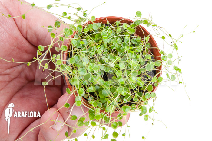 Peperomia emarginella “Starter”