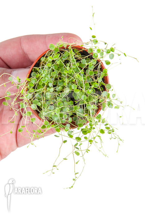 Peperomia emarginella “Starter”