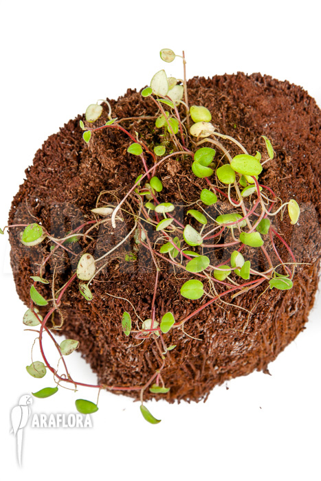 Peperomia fagerlindii