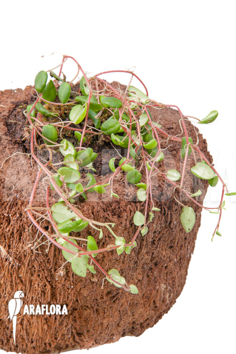 Peperomia fagerlindii