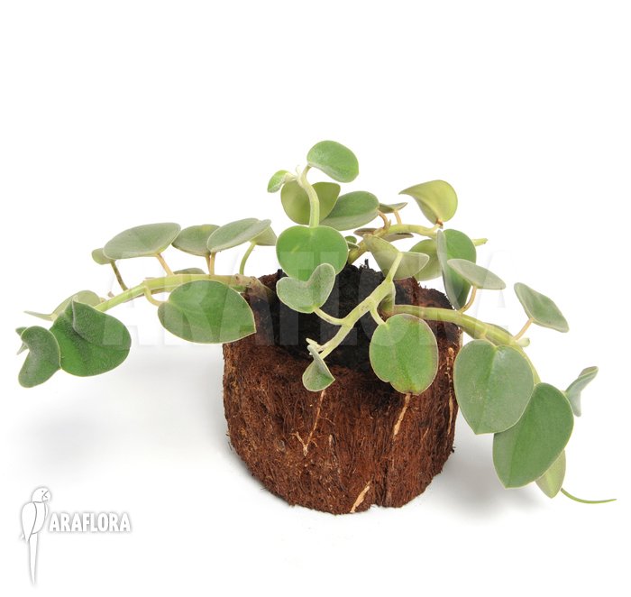 Peperomia incana