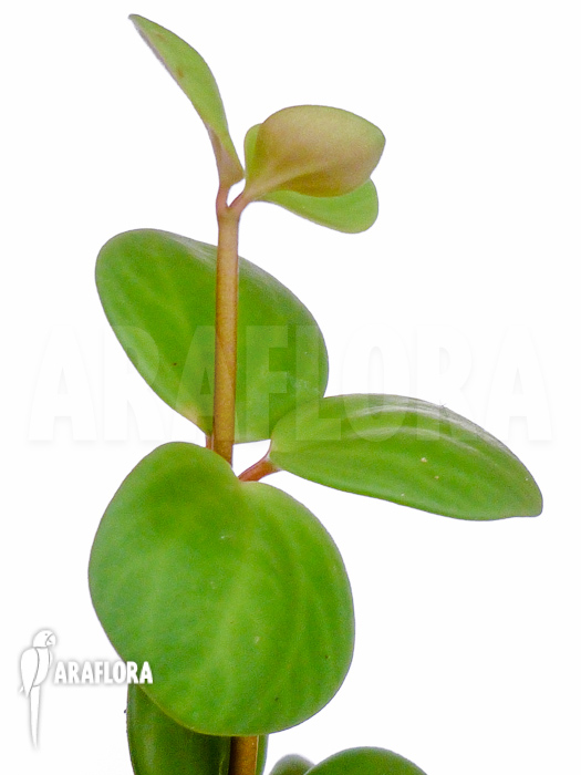 Peperomia pecuniifolia starter