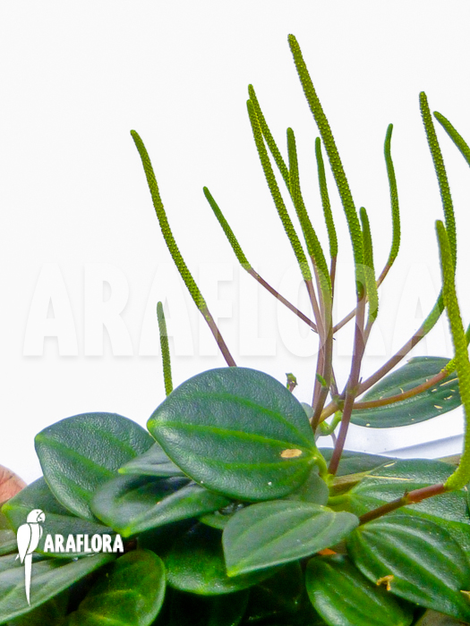 Peperomia quadrangularis flower