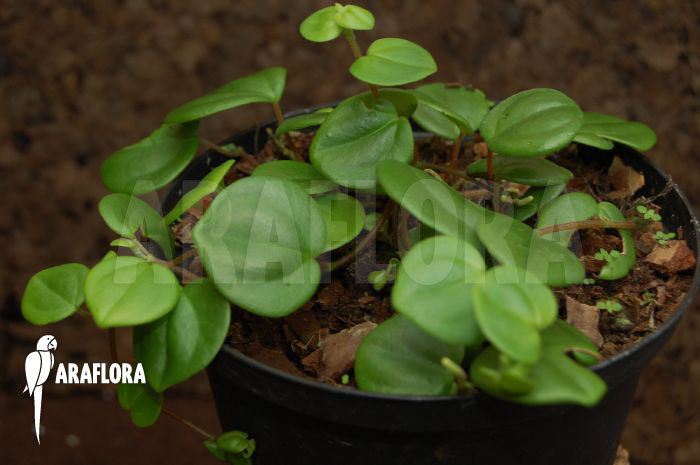 Peperomia serpens
