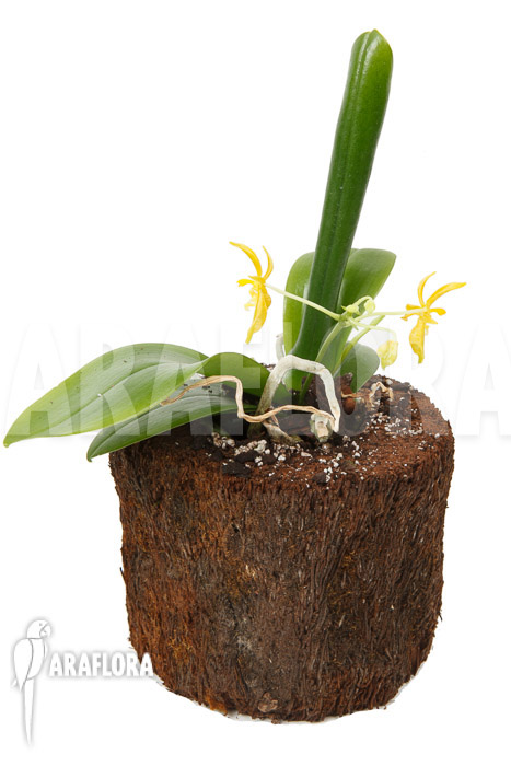 Phalaenopsis mannii var flava &lsquo;L&rsquo;