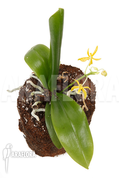 Phalaenopsis mannii var flava &lsquo;L&rsquo;