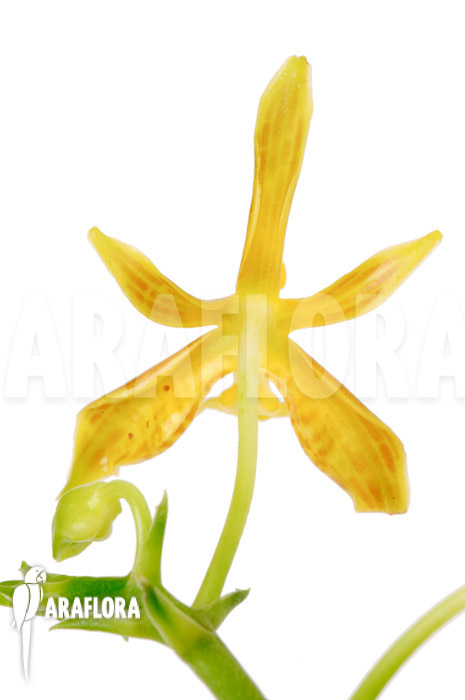 Phalaenopsis mannii var flava &lsquo;L&rsquo;