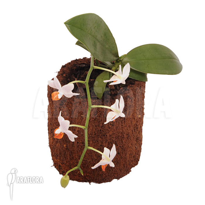 Phalaenopsis x Mini mark