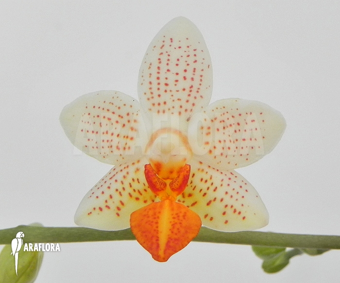 Phalaenopsis x Mini mark