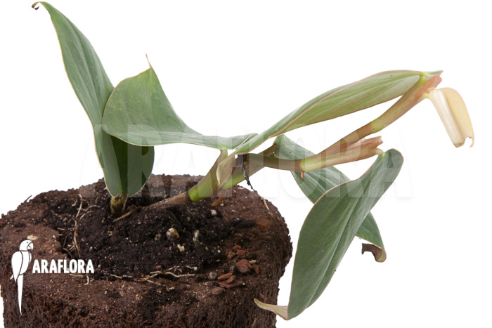 Philodendron ‘Burle Marx Fantasy’