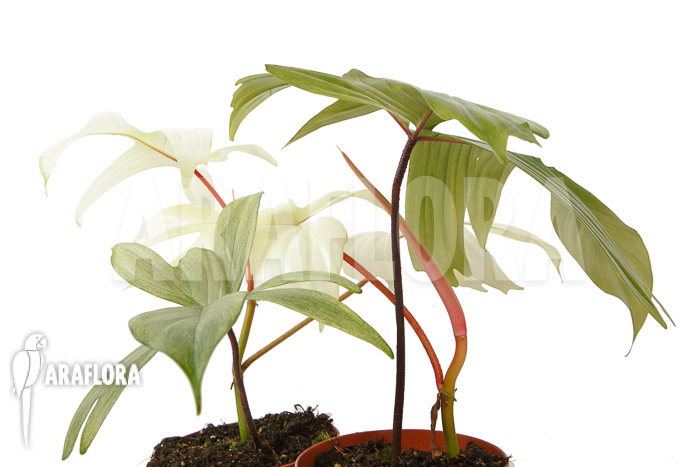 Philodendron Florida Ghost ‘M’