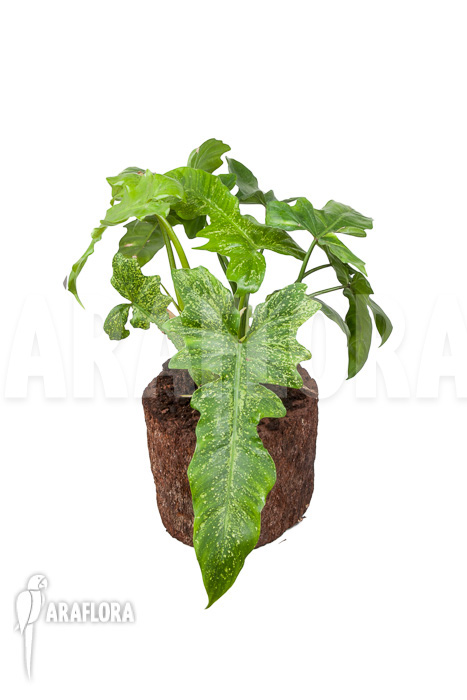 Philodendron ‘Golden Dragon’