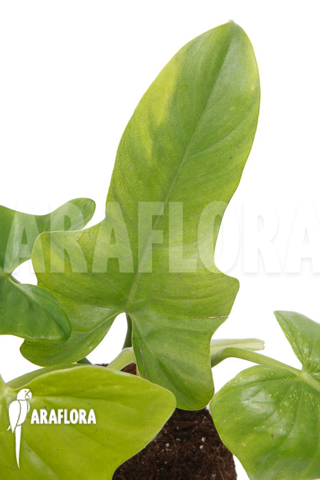 Philodendron ‘Green violin’