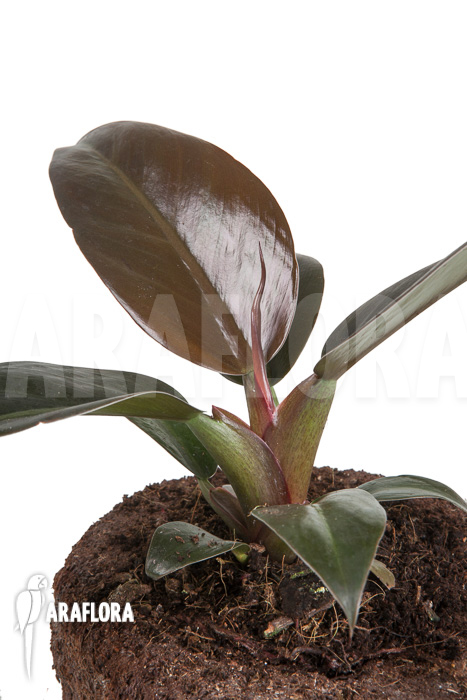 Philodendron ‘Imperial Red’