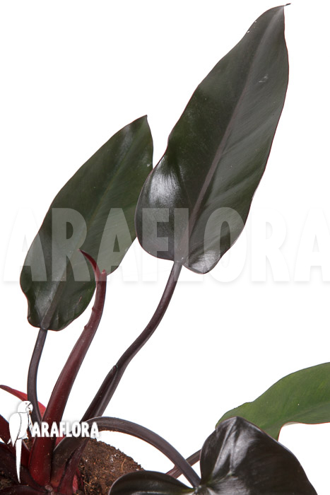 Philodendron ‘Red Heart’