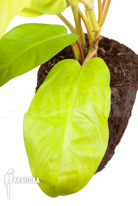 Philodendron Malay Gold ‘M’
