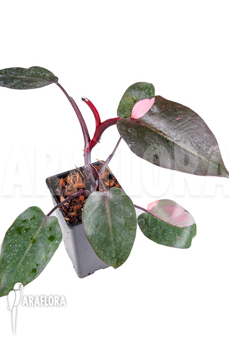 Philodendron Pink Princess