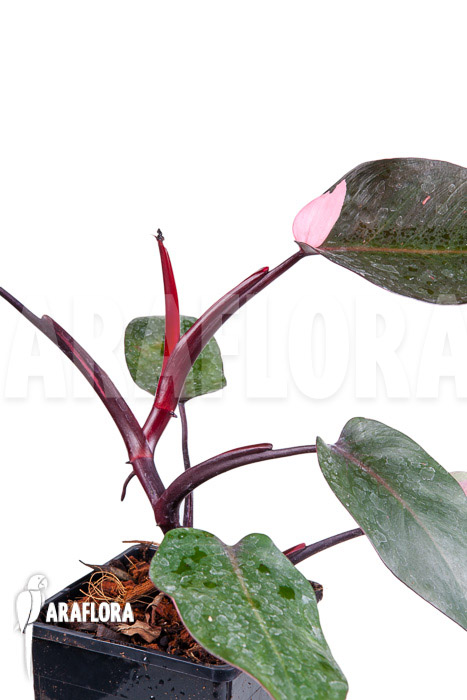 Philodendron Pink Princess
