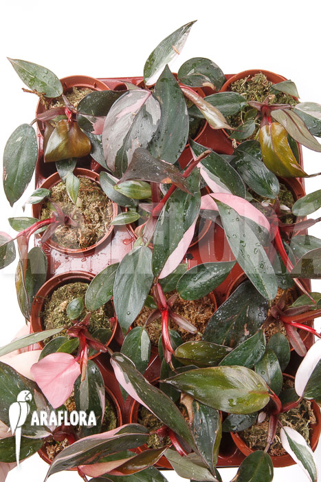 Philodendron Pink Princess “Starter”