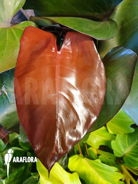 Philodendron ‘Purple-Congo’
