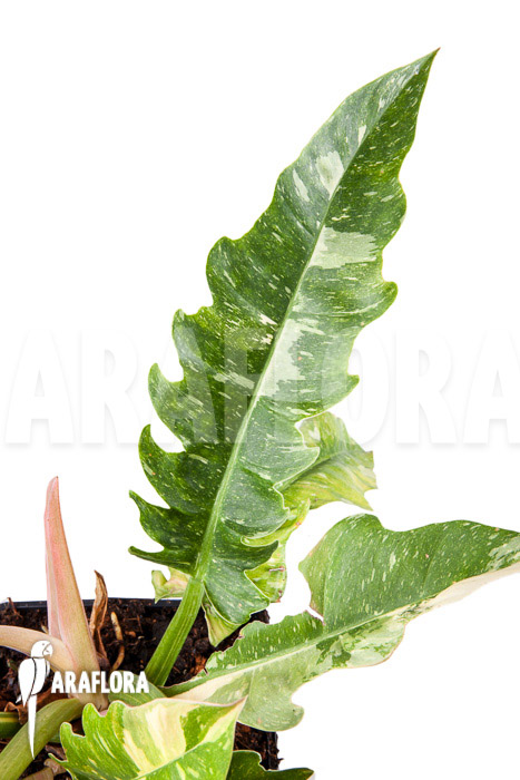 Philodendron ‘Ring of Fire’