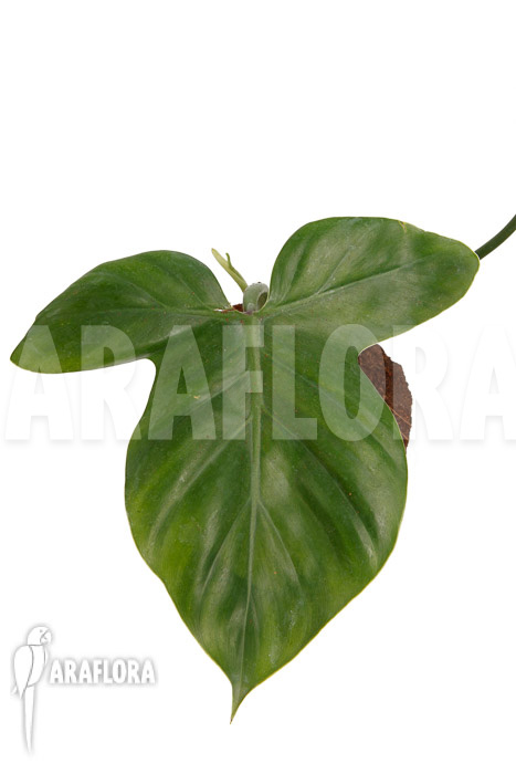 Philodendron applanatum
