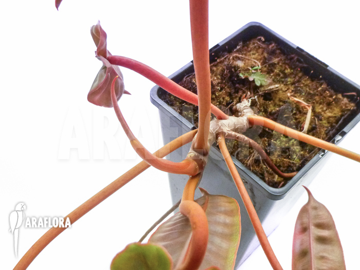 Philodendron billietiae