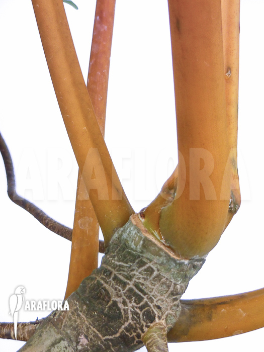 Philodendron billietiae