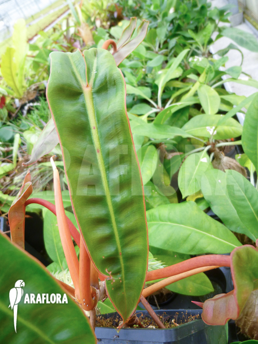 Philodendron billietiae