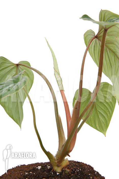Philodendron brandtianum ‘L’