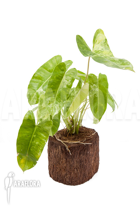 Philodendron burle marxii variegated P3