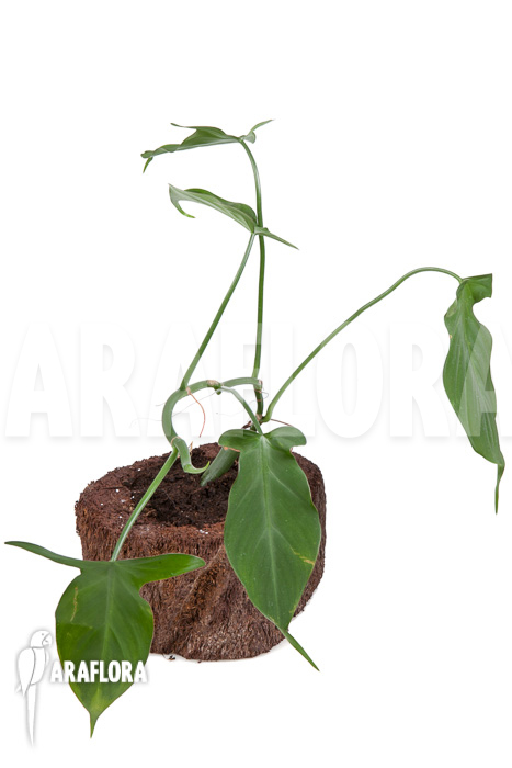 Philodendron camposportoanum