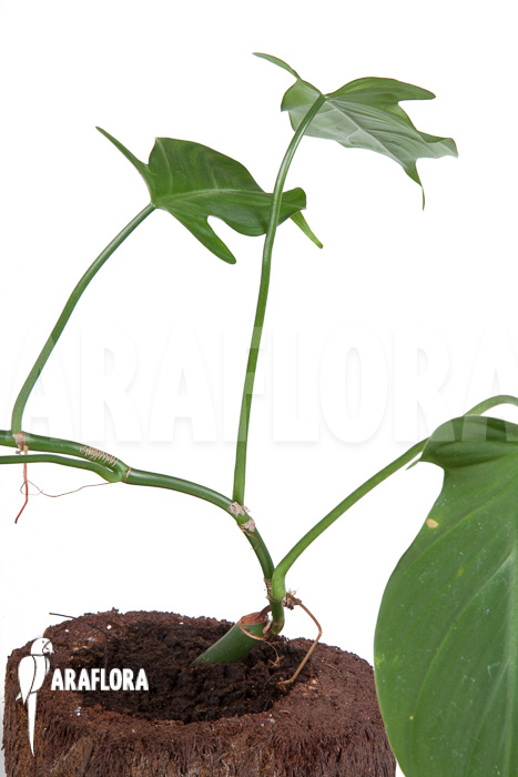Philodendron camposportoanum