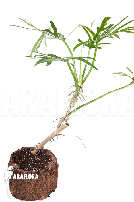 Philodendron elegans