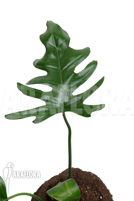 Philodendron elegans ‘M’