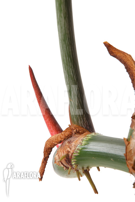 Philodendron gloriosum ‘B’  ‘L’